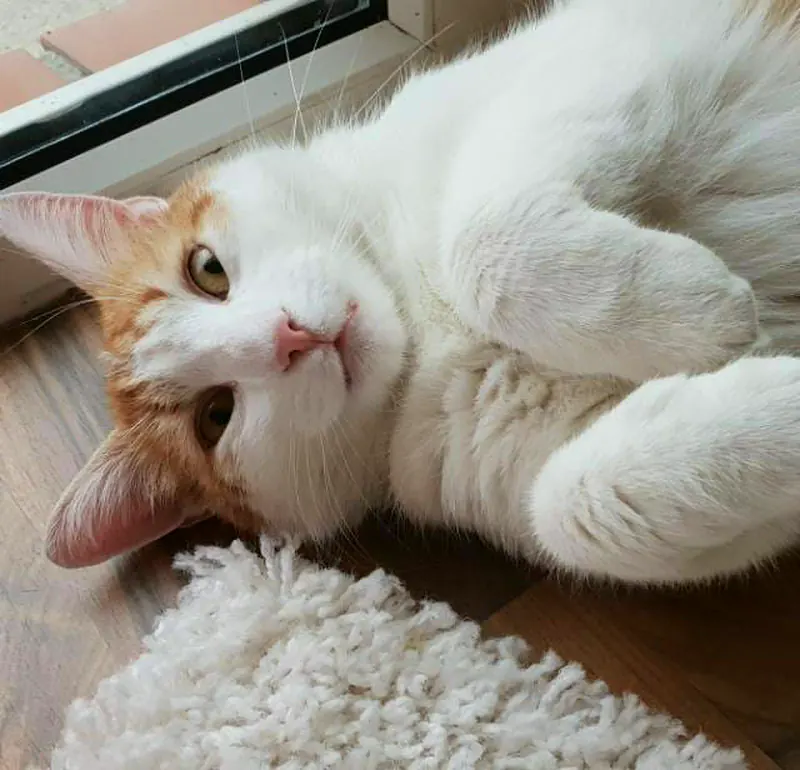 Weiß-roter Kater liegt entspannt am Fenster in der Sonne