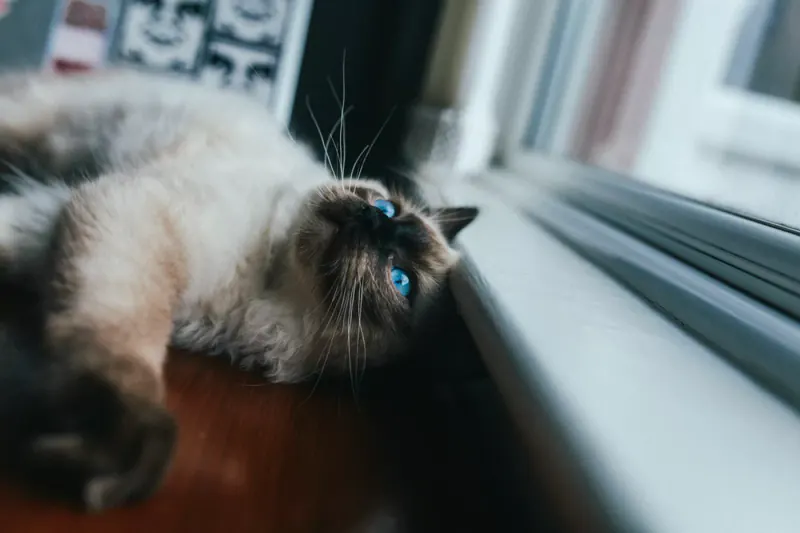 Siamkatze mit blauen Augen liegt auf einem Fensterbrett