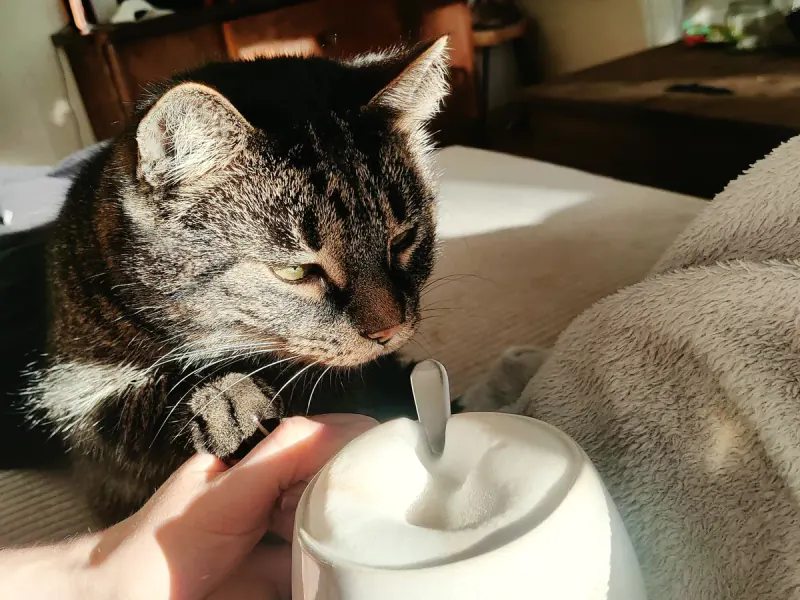 Katze liegt entspannt im warmen Sonnenlicht auf dem Sofa