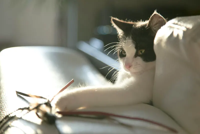 Schwarz-weiße Katze liegt im warmen Sonnenlicht auf dem Sofa