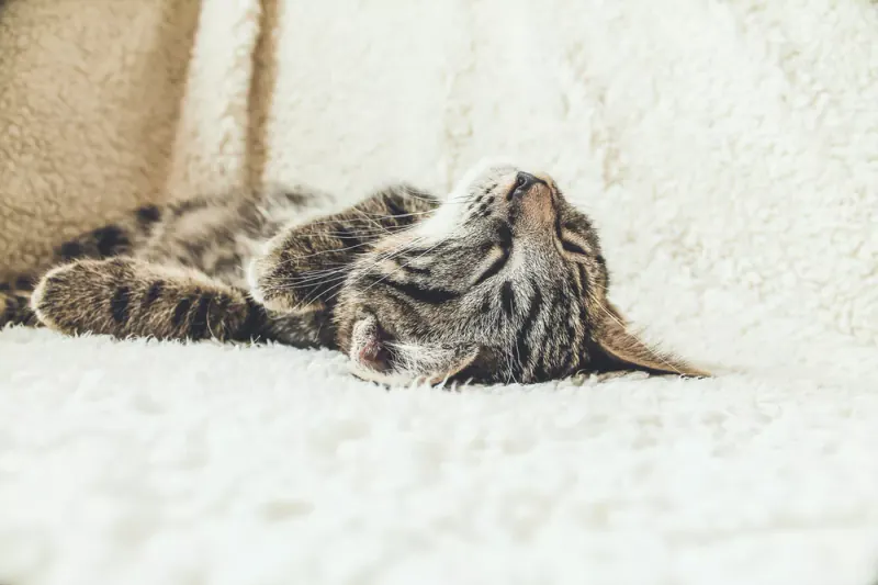 Getigerte Katze schläft zusammengerollt auf einer weißen Decke