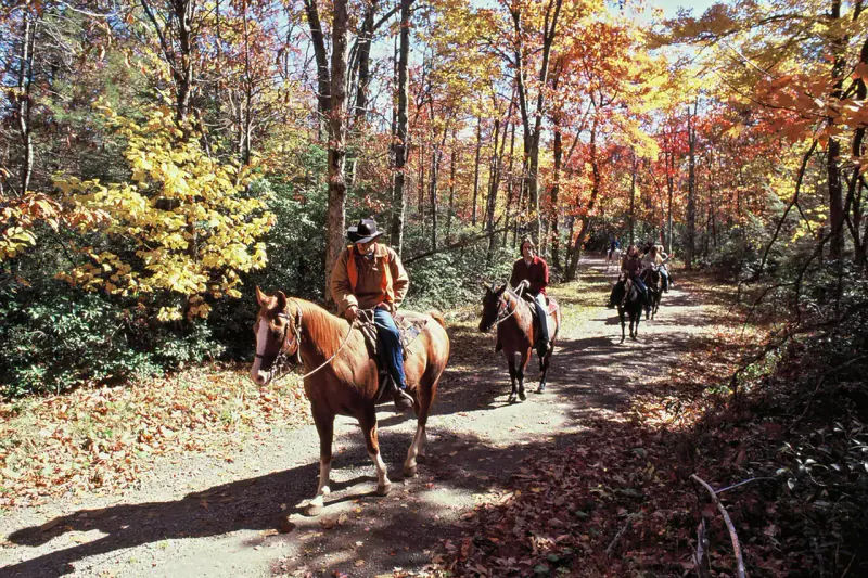 Reitergruppe auf einem Waldweg im Herbst