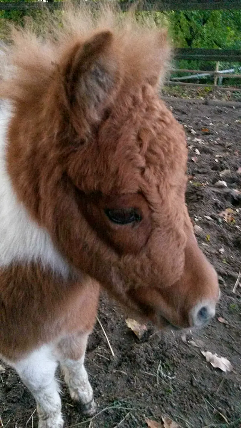 Shetlandpony mit dichtem Winterfell auf dem Paddock